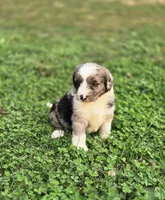 Rolo, a male Aussiedoodle and Poodle - Multi-Colored Standard for sale in Lewis, IN – 4 of 10