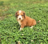 Heath, a male Aussiedoodle and Poodle - Multi-Colored Standard for sale in Lewis, IN – 7 of 9