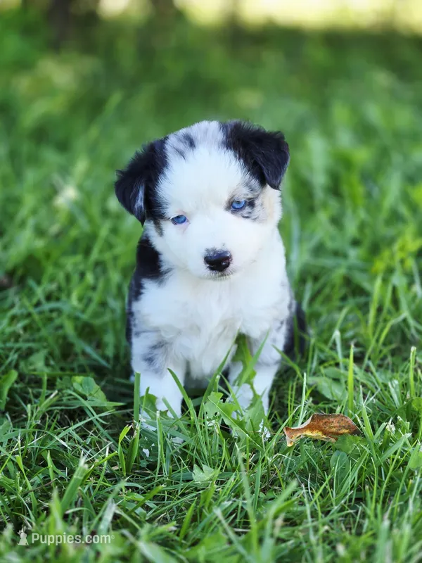Starry  – Miniature Australian Shepherd, Miniature American Shepherd puppy for sale in Lewis, IN