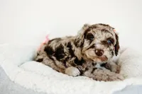 Twix, a male Aussiedoodle for sale in Lewis, IN – Photo 3 of 7