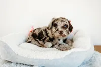 Twix, a male Aussiedoodle for sale in Lewis, IN – Photo 2 of 7