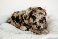 Twix, a male Aussiedoodle for sale in Lewis, IN – Photo 1 of 7