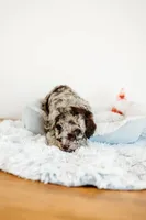 Twix, a male Aussiedoodle for sale in Lewis, IN – Photo 5 of 7