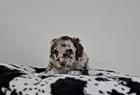 Twix, a male Aussiedoodle for sale in Lewis, IN – Photo 7 of 7