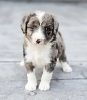 Sweetart, a female Aussiedoodle and Poodle - Multi-Colored Standard for sale in Lewis, IN – 3 of 10