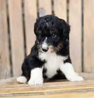 Snickers , a male Aussiedoodle and Poodle - Multi-Colored Standard for sale in Lewis, IN – 3 of 10