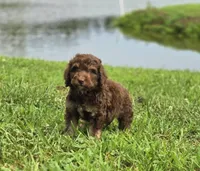 Sunny, a male Aussiedoodle for sale in Lewis, IN – 6 of 8