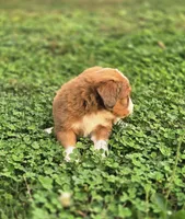 Heath, a male Aussiedoodle and Poodle - Multi-Colored Standard for sale in Lewis, IN – 9 of 9