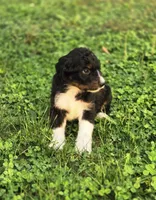 Snickers , a male Aussiedoodle and Poodle - Multi-Colored Standard for sale in Lewis, IN – 9 of 10