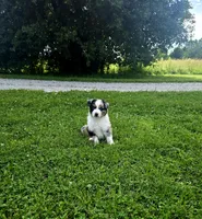 Rex, a male Miniature Australian Shepherd for sale in Lewis, IN – 4 of 9