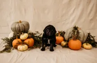 Boo, a male Aussiedoodle and Poodle - Multi-Colored Standard for sale in Lewis, IN – 4 of 5
