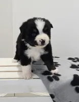 Holly, a female Miniature Australian Shepherd for sale in Lewis, IN – Photo 8 of 10