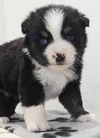 Holly, a female Miniature Australian Shepherd for sale in Lewis, IN – Photo 9 of 10