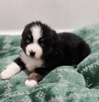 Holly, a female Miniature Australian Shepherd for sale in Lewis, IN – Photo 4 of 10