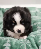Holly, a female Miniature Australian Shepherd for sale in Lewis, IN – Photo 5 of 10