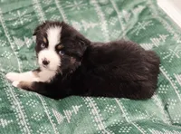 Holly, a female Miniature Australian Shepherd for sale in Lewis, IN – Photo 2 of 10