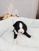 Holly, a female Miniature Australian Shepherd for sale in Lewis, IN – Photo 10 of 10