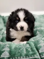 Holly, a female Miniature Australian Shepherd for sale in Lewis, IN – Photo 1 of 10