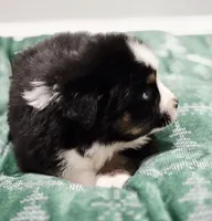 Holly, a female Miniature Australian Shepherd for sale in Lewis, IN – Photo 7 of 10