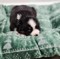 Holly, a female Miniature Australian Shepherd for sale in Lewis, IN – Photo 6 of 10