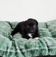 Candy, a female Miniature Australian Shepherd for sale in Lewis, IN – Photo 3 of 10