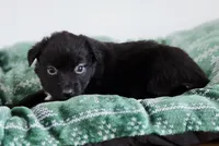 Candy, a female Miniature Australian Shepherd for sale in Lewis, IN – Photo 2 of 10