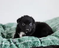 Candy, a female Miniature Australian Shepherd for sale in Lewis, IN – Photo 7 of 10