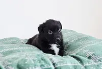 Candy, a female Miniature Australian Shepherd for sale in Lewis, IN – Photo 4 of 10