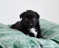 Candy, a female Miniature Australian Shepherd for sale in Lewis, IN – Photo 1 of 10