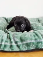 Candy, a female Miniature Australian Shepherd for sale in Lewis, IN – Photo 6 of 10