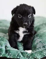 Candy, a female Miniature Australian Shepherd for sale in Lewis, IN – Photo 5 of 10