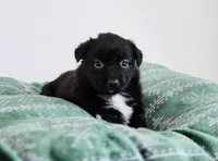 Candy, a female Miniature Australian Shepherd for sale in Lewis, IN – Photo 9 of 10