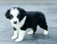Apple, a female Australian Shepherd and Miniature Australian Shepherd for sale in Lewis, IN – 3 of 10