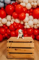 Freedom , a male Miniature Australian Shepherd and Miniature American Shepherd for sale in Lewis, IN – 6 of 9