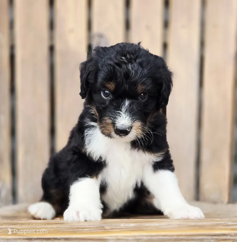 Snickers  – Aussiedoodle, Poodle - Multi-Colored Standard puppy for sale in Lewis, IN