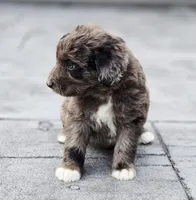 Razzle , a female Aussiedoodle and Poodle - Multi-Colored Standard for sale in Lewis, IN – 7 of 10