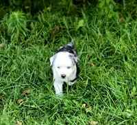 Freedom , a male Miniature Australian Shepherd and Miniature American Shepherd for sale in Lewis, IN – 5 of 10