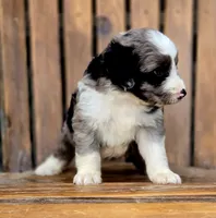 Rolo, a male Aussiedoodle and Poodle - Multi-Colored Standard for sale in Lewis, IN – 10 of 10