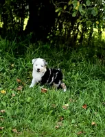Freedom , a male Miniature Australian Shepherd and Miniature American Shepherd for sale in Lewis, IN – 7 of 10