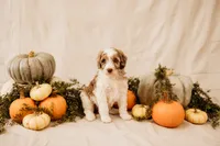Ghost , a male Aussiedoodle and Poodle - Multi-Colored Standard for sale in Lewis, IN – 4 of 6