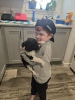 Snickers , a male Aussiedoodle for sale in Lewis, IN – Photo 3 of 7