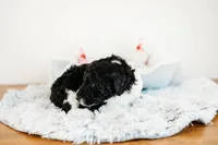 Snickers , a male Aussiedoodle for sale in Lewis, IN – Photo 6 of 7