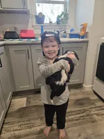 Snickers , a male Aussiedoodle for sale in Lewis, IN – Photo 5 of 7