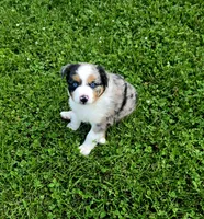 Rex, a male Miniature Australian Shepherd for sale in Lewis, IN – 3 of 9