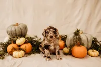 Scarlett, a female Aussiedoodle and Poodle - Multi-Colored Standard for sale in Lewis, IN – 4 of 4