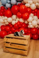 America, a female Miniature Australian Shepherd and Miniature American Shepherd for sale in Lewis, IN – 3 of 7
