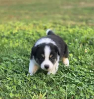 Casper, a male Australian Shepherd and Miniature Australian Shepherd for sale in Lewis, IN – 9 of 10