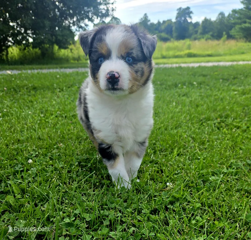 Rex – Miniature Australian Shepherd puppy for sale in Lewis, IN