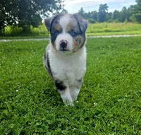 Rex, a male Miniature Australian Shepherd for sale in Lewis, IN – 1 of 9