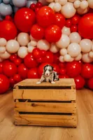 America, a female Miniature Australian Shepherd and Miniature American Shepherd for sale in Lewis, IN – 5 of 7